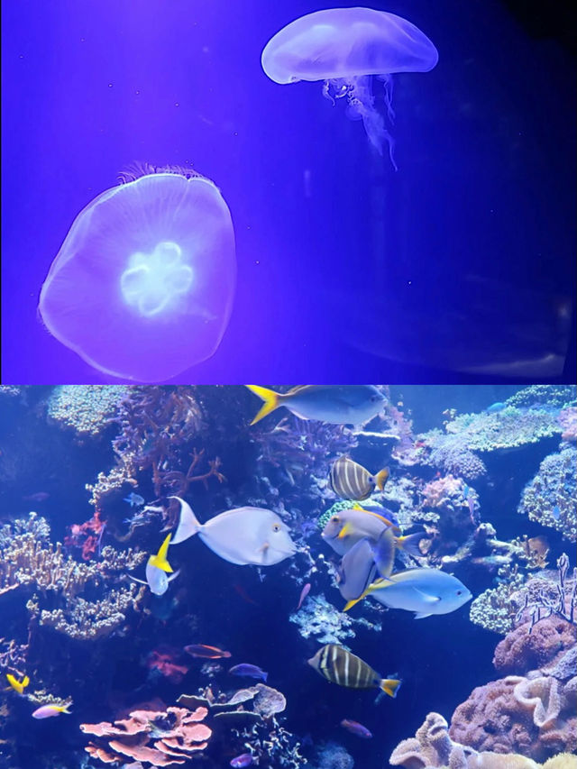 休斯頓市中心水族館的旅遊攻略