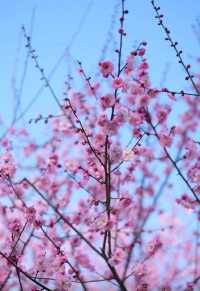 暗香盈袖春意濃，沙湖公園梅花盛開