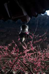 ⁰²¹⁵ 江南無所有，只是被淋了一身紅梅花瓣雨…