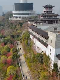 龜山公園的櫻花