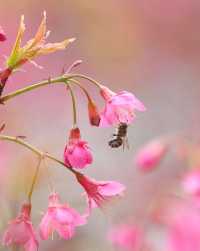 龜山公園的櫻花