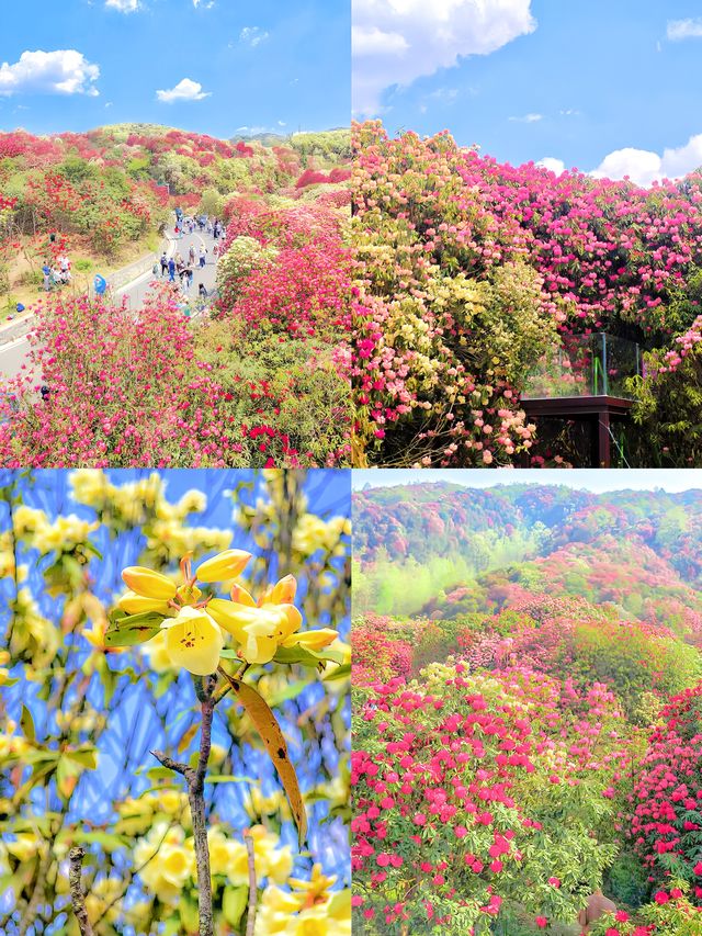 百里杜鵑風景區超全旅遊攻略來啦