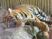 Auckland Zoo For Year Of the Snake, So Many Happy Animals!