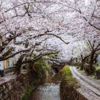 🌸在大阪清水寺，赴一場春日櫻花之約