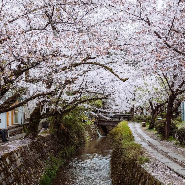 🌸在大阪清水寺，赴一場春日櫻花之約