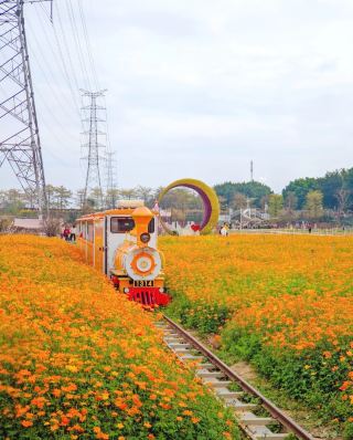Go! Take the little train into Sanshui's stunning spring flower sea.