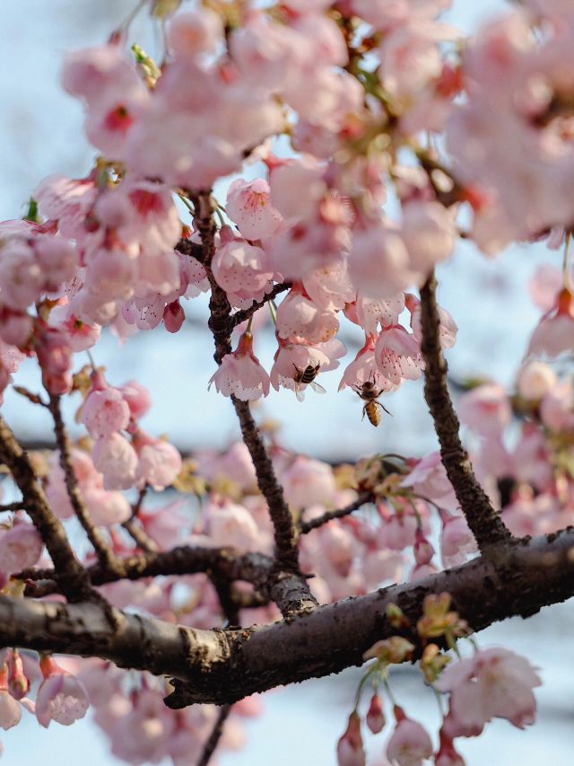台北松智公園櫻花攻略🌸📸 