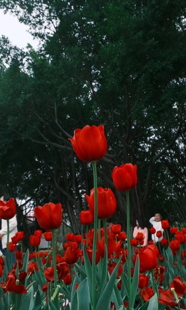春日限定園博苑賞花季，錯過要等一年！