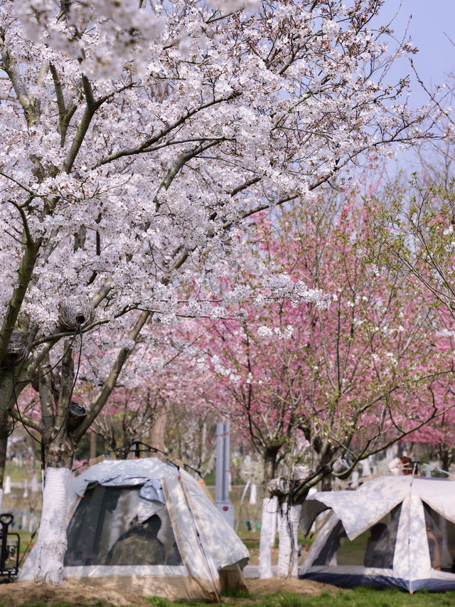 避開人潮洶湧，原來江蘇還隱藏著這麼一個賞櫻寶地