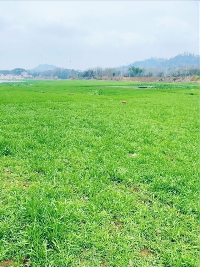 武漢本地遊之「鄱陽湖」，你確定週末不來看看嗎？