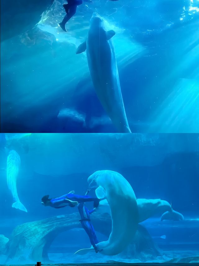 杭州都有海洋動物世界