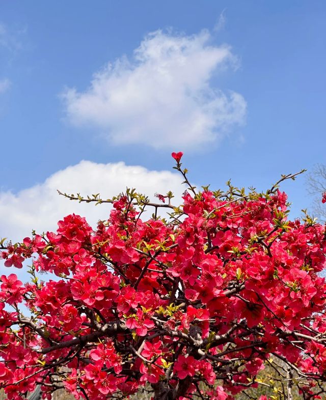 莫愁湖公園