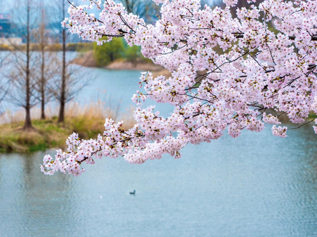 🌸春日限定！檀國大學的櫻花盛宴