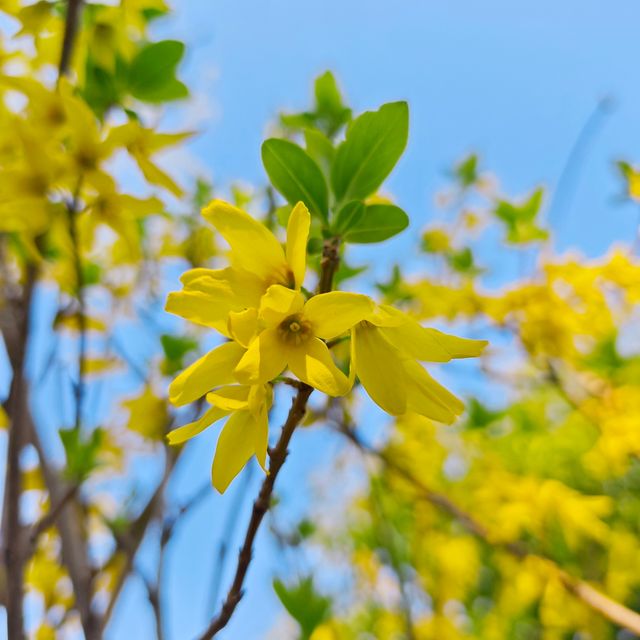 來桂林公園免費享受春天吧！！！