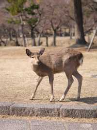 6日清明遊 日本賞花正當時