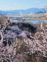 3.20實況｜北京這個絕美桃花山已盛開