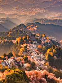 闖入日本賞櫻天花板，邂逅 3 萬株千本櫻
