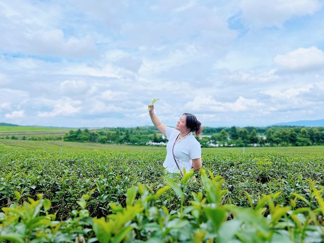 清萊辛哈公園丨一望無際的茶園 一眼萬年的落日還有珍貴的朋友