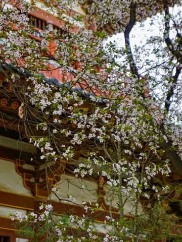 บันทึกการชมดอกซากุระที่วัดชิงหลง ซีอาน