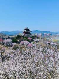 北京園博園6號園｜春天上春山｜園博園桃花谷