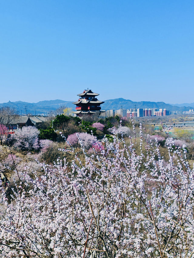 北京園博園6號園｜春天上春山｜園博園桃花谷