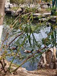 《泉韻龍潭覓清幽——濟南五龍潭公園散記》