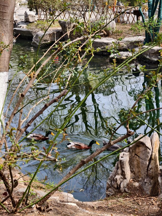 《泉韻龍潭覓清幽——濟南五龍潭公園散記》