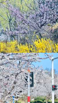 誰說山東不好？山東棒極了！