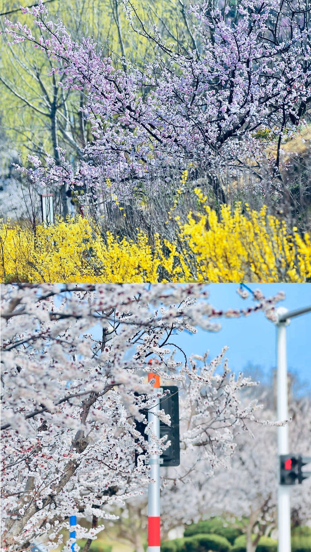 誰說山東不好？山東棒極了！