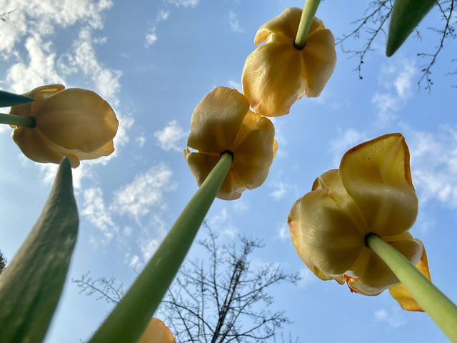 閘北公園更值得去拍春花的三大理由