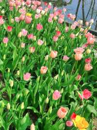 南京限定！中山植物園櫻花保姆級攻略
