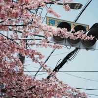 3.26京都櫻花🌸即時直擊