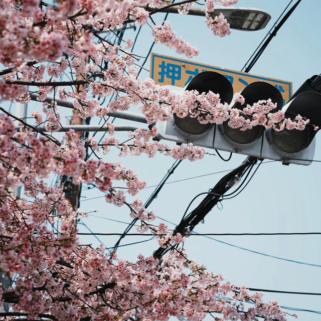3.26京都櫻花🌸即時直擊