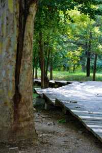 石家莊市區的森林!|藏在二環內的綠野仙蹤!