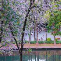 【越秀公園】木棉花開到燦爛‼️