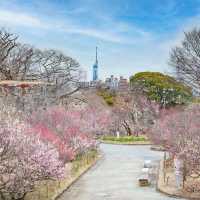 🌸【賞櫻圖鑒】鹿兒島熊本福岡賞櫻推薦‼️