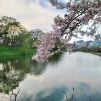 🌸福岡遊之舞鶴公園賞櫻🌸 