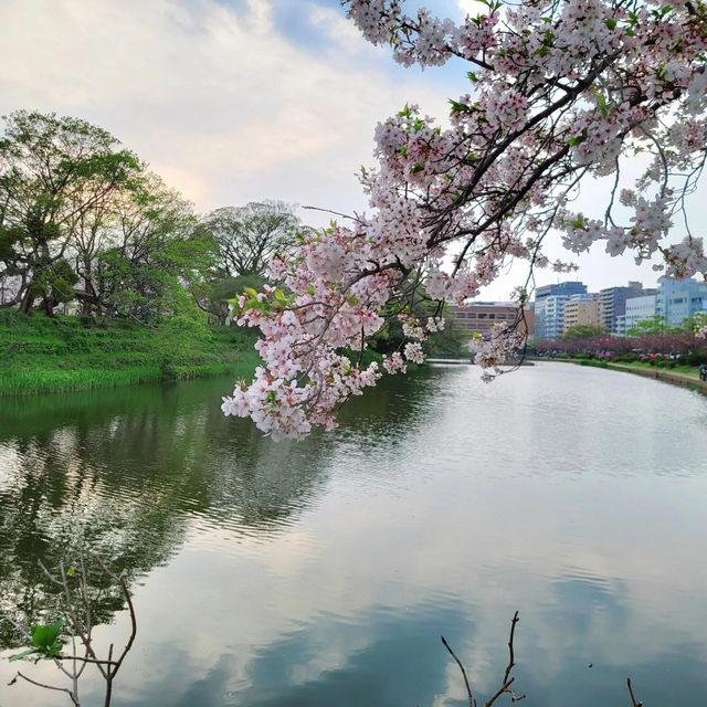 🌸福岡遊之舞鶴公園賞櫻🌸 