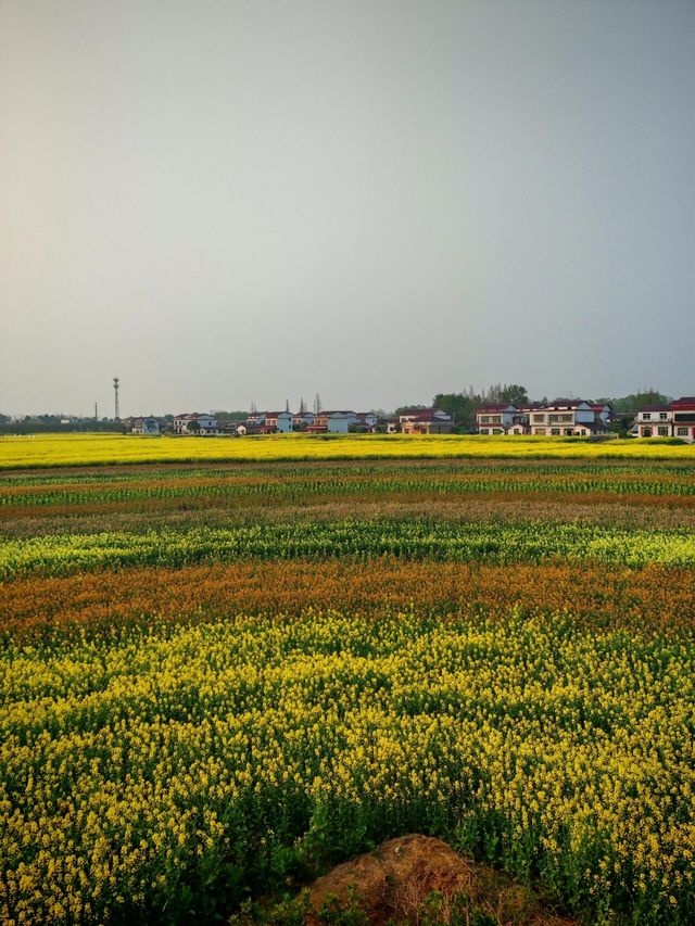南縣羅文村旅遊｜呢一片五彩繽紛嘅油菜花係夢中嘅春天