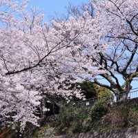 4.2濟州島櫻花實況🌸