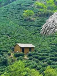 信陽文新茶村｜闖入治癒系茶山秘境