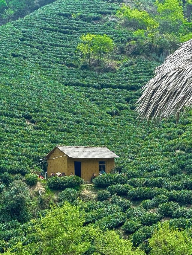 信陽文新茶村｜闖入治癒系茶山秘境