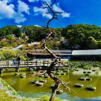 打卡日本福岡天滿宮