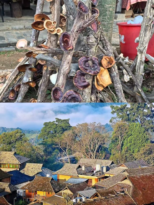 景邁山受罪已回，真不建議4月去。