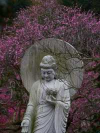 永嘉普安禪寺“龍梅”花已開，真的美哭我了