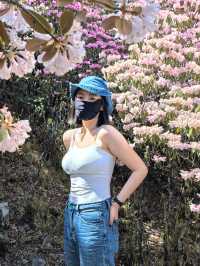 個人強推！涼山晚春限定～索瑪花海仙境