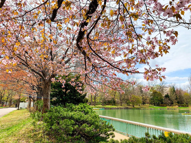 【北海道｜怎樣在北海道札幌赴一場櫻花盛宴 🌸 意外的櫻花驚喜】