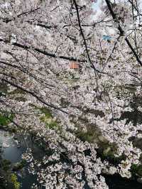花見名古屋：千年古城的櫻花物語