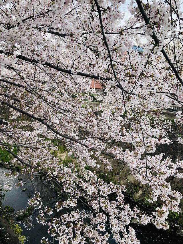 花見名古屋：千年古城的櫻花物語