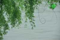 雨後運河畔，枕河居盡顯愜意慵懶